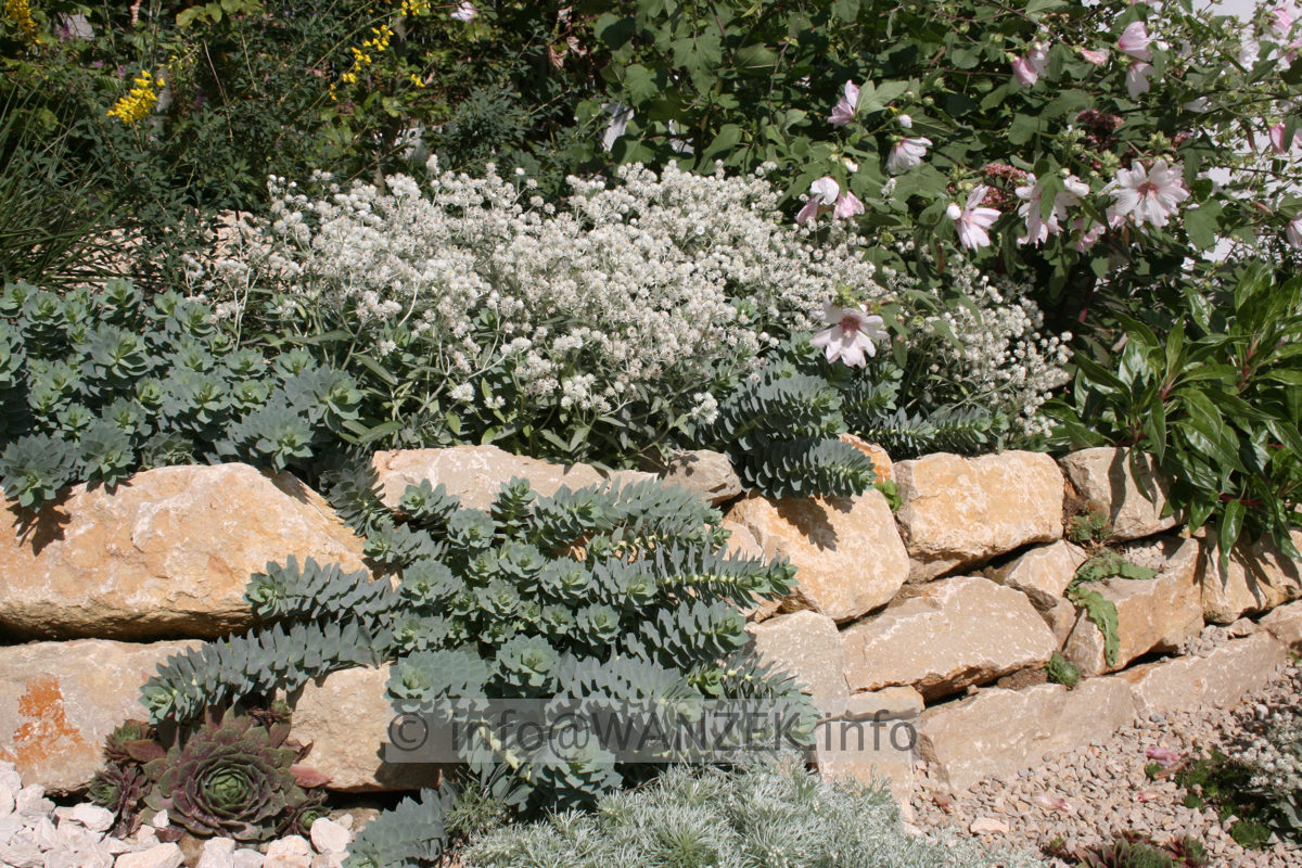 Anaphalis triplinervis Sommerschnee 2.JPG